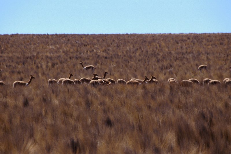 238-08.jpg - vicuñas im schutzgebiet